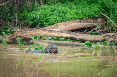 Brezilya, Pantanal 'daki Cuiaba Nehri' nde perdeli ayaklarda tutulan dev su samuru yılan balığını yiyor..