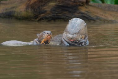 Giant river otter with pup eating eel in the Cuiaba River in the Pantanal, Brazil. clipart