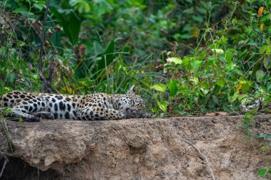 Jaguar, Pantanal Brezilya 'da nehrin yukarısında uyuyor..