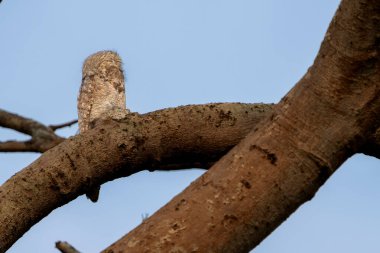 Pantanal Brezilya 'da, dallara tünemiş, görülmesi zor, yaygın bir potoo..
