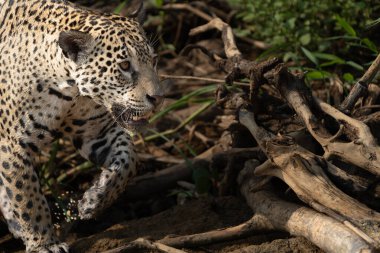 Pantanal Brezilya 'da nehir kenarında yürüyen Jaguar.