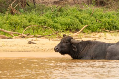 Pantanal Brezilya 'da nehirde bufalo.