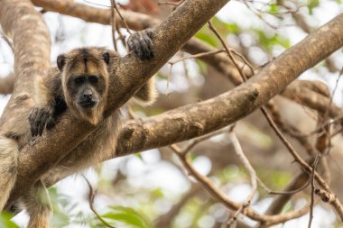 Siyah ve altın uluyan maymun ağaçta aşağı bakıyor pantanal Brezilya 'ya.