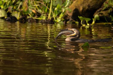 Pantanal Brezilya 'da nehirde balık yakalayan karabatak..