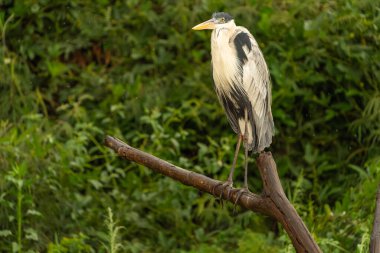 Cocoi heron portrait  portrait perched on top of old branch by river in Pantanal Brazil. clipart