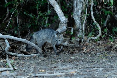 Pantanal Brezilya 'da orman zemininde tilki yiyen yengeç.