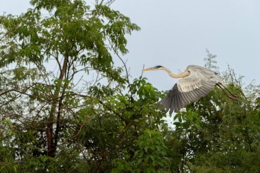 Kakao balıkçıl yeşil nehir kenarındaki bitki örtüsüne karşı uçuyor. Pantanal Brezilya.