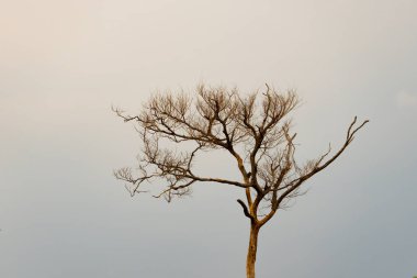 Sabahın erken saatlerinde çıplak ağaca karşı yumuşak gökyüzü