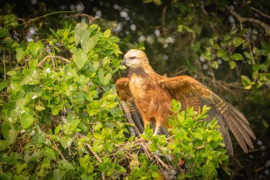 Siyah yakalı şahin kanatları, Pantanal Brezilya 'da yeşil yapraklarla çevrili ağaçta yükseliyor..
