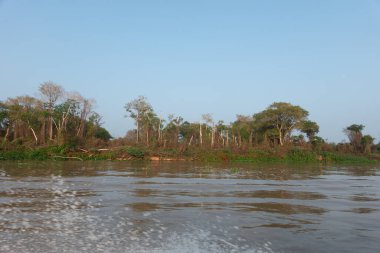 Nehir manzarası sabah ışığında sisli olsa da arkadaki ağaçlar ve ormanlar Pantanal Brezilya 'da nehir önü boyunca uzanır..