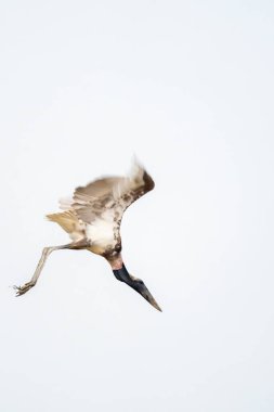 Immature jabiru stork fledgling takes flight from it's high nest, Pocone in the Pantanal Brazil. clipart