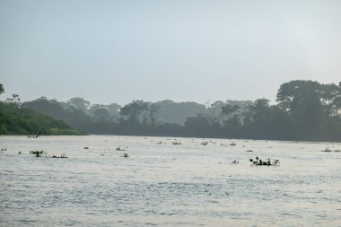 Nehir manzarası sabah ışığında sisli olsa da arkadaki ağaçlar ve ormanlar Pantanal Brezilya 'da nehir önü boyunca uzanır..