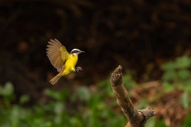 Great kiskadee in flight arriving and landing on old stump by the Black River the Pantanal Brazil. clipart