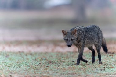 Yengeç yiyen tilki Pantanal Brezilya 'da avluda yürüyor..