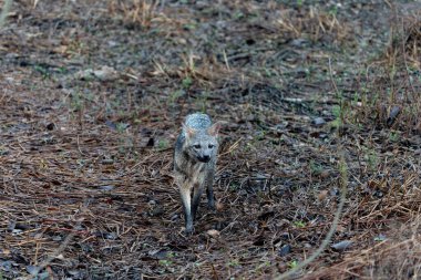 Crab eating fox walks across yard in the Pantanal Brazil. clipart