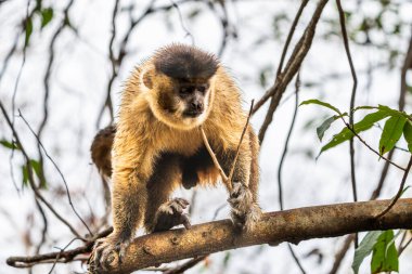 Male capuchin on branch in Pantanal Brazil. clipart