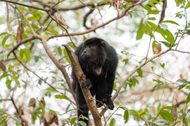 Black howler monkey high in tree in Pantanal Brazil. clipart