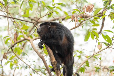 Pantanal Brezilya 'da ağaç tepesinde uluyan siyah maymun..