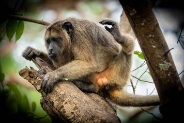 Black and gold howler monkey male on tree in PAntanal Brazil. clipart