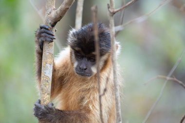 Pantanal Brezilya 'da ağaca tırmanan Capuchin maymunu.
