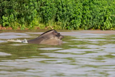 South American tapir swimming across river in Pantanal Brazil. clipart