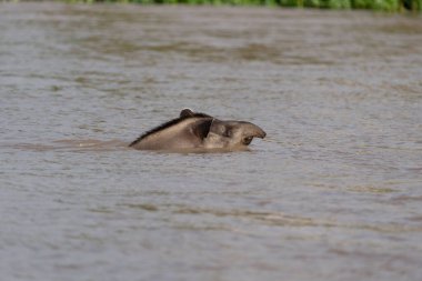 Güney Amerika tapiri Pantanal Brezilya 'da nehri yüzerek geçiyor.