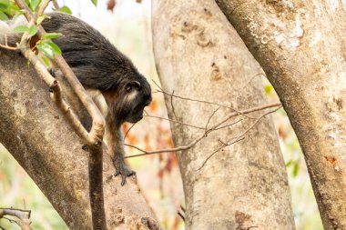 Black howler monkey climbing down tree in the Pantanal Brazil. clipart