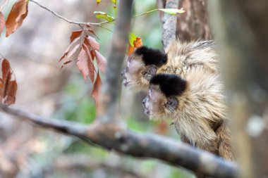 Pair of capuchin monkey leaning out and looking open mouthed from tree in Pantanal Brazil. clipart