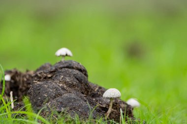 Pantanal Brezilya 'da yeşil çimenlikteki hayvan dışkılarından çıkan küçük beyaz mantarlar..