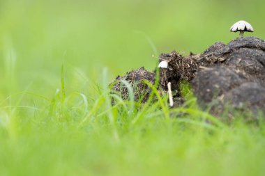 Pantanal Brezilya 'da yeşil çimenlikteki hayvan dışkılarından çıkan küçük beyaz mantarlar..