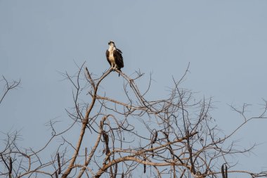 Osprey, Pantanal Brezilya 'daki Porto Jofre' de ağacın tepesinde..