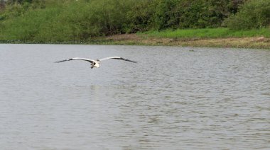 Cocoi heron Pantanal Brezilya 'da nehrin üzerinden kameraya doğru uçuyor.