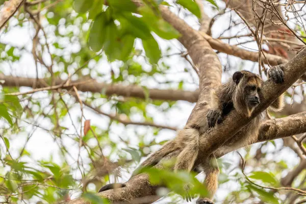 Siyah ve altın uluyan maymun ağaçta aşağı bakıyor pantanal Brezilya 'ya.