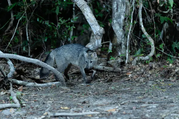 Pantanal Brezilya 'da orman zemininde tilki yiyen yengeç.