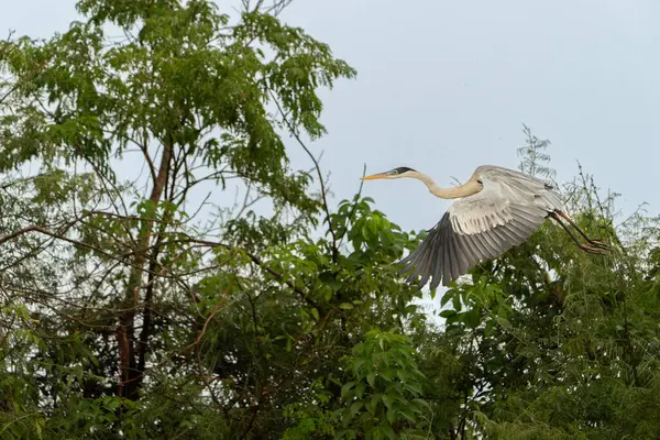 Kakao balıkçıl yeşil nehir kenarındaki bitki örtüsüne karşı uçuyor. Pantanal Brezilya.