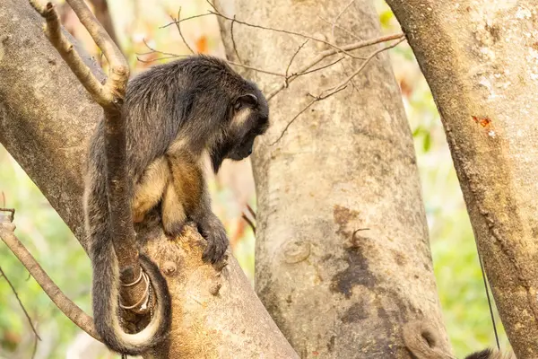 Siyah ve altın uluyan maymun Pantanal Brezilya 'da kavrayıcı kuyruğunu gösteriyor.