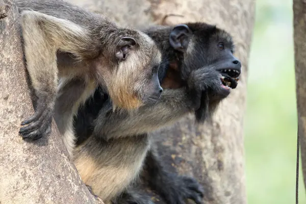 Siyah ve altın uluyan maymun çifti Pantanal Brezilya 'da ağaçtaki çataldan birlikte dışarı bakıyorlar..