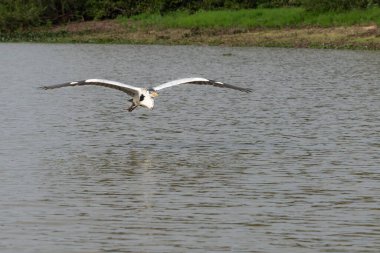 Cocoi heron Pantanal Brezilya 'da nehrin üzerinden kameraya doğru uçuyor.