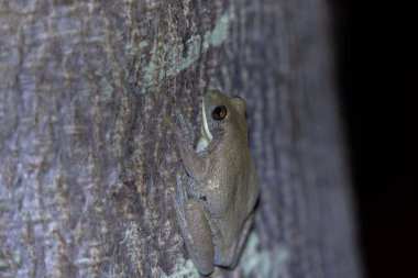 Pantanal Brezilya 'da gece ağaç gövdesinde süt ağacı kurbağası.