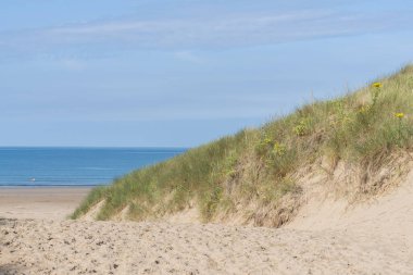 Harlech Wales - August 1 2024; Dune on right with beach vegetation of marram grass and ragwort yellow daisy flowers on scenic Harlech Beach in North Wales. clipart