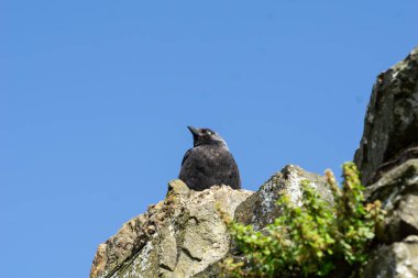 Conwy 'de mavi gökyüzünün altında taş duvarın tepesine tünemiş kuş tüyü ve mavi göz..