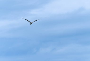 V şeklinde kanatları olan büyük siyah martı uçuyor.