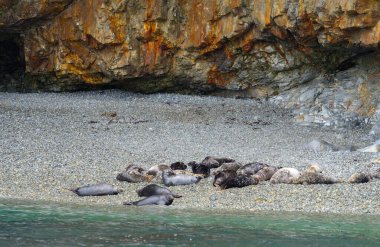Ramsay Adası Pembrokeshire Galler 'de küçük bir koloni..