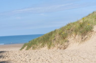 Dune on right with beach vegetation of marram grass and ragwort yellow daisy flowers on scenic Harlech Beach. clipart