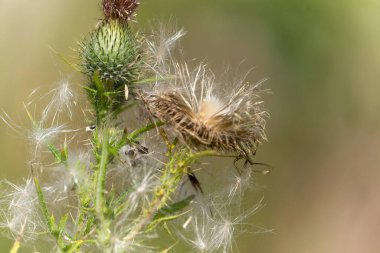 Thistle seed-head drying and starting to disperse seeds. clipart