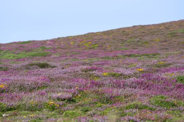 Isı sisli kır çiçeklerinin renkli yamaçlarına odaklanın Anglesea Wales.