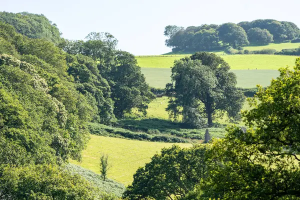 Nanteos Aberystwyth 'de dağılmış ağaçlarla kaplı yuvarlanan yeşil tarlalardan oluşan Galler kırsalları.