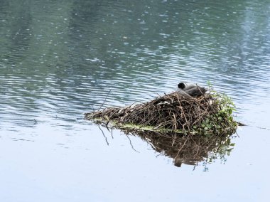 Coot on typical sticks and branches nest surrounded by water on Roath Park Lake. clipart