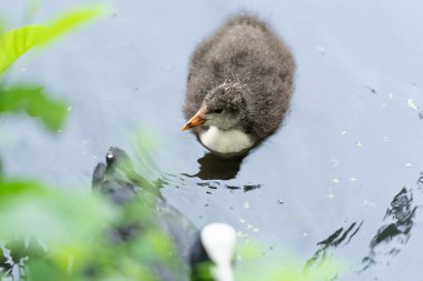 Coot chick covered with water droplets on Roath Park Lake in Cardiff. clipart