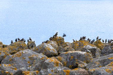 Flock of starling birds land on rocky edge of The Barrage on Cardiff Bay Wales. clipart